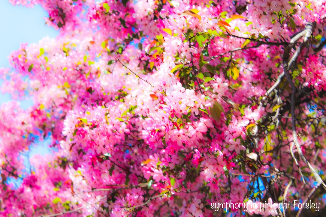 Symphony in Pink Cat Forsley .jpg